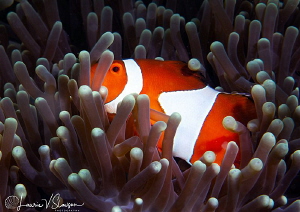 False clown anemonefish/Photographed with a Canon 60 macr... by Laurie Slawson 